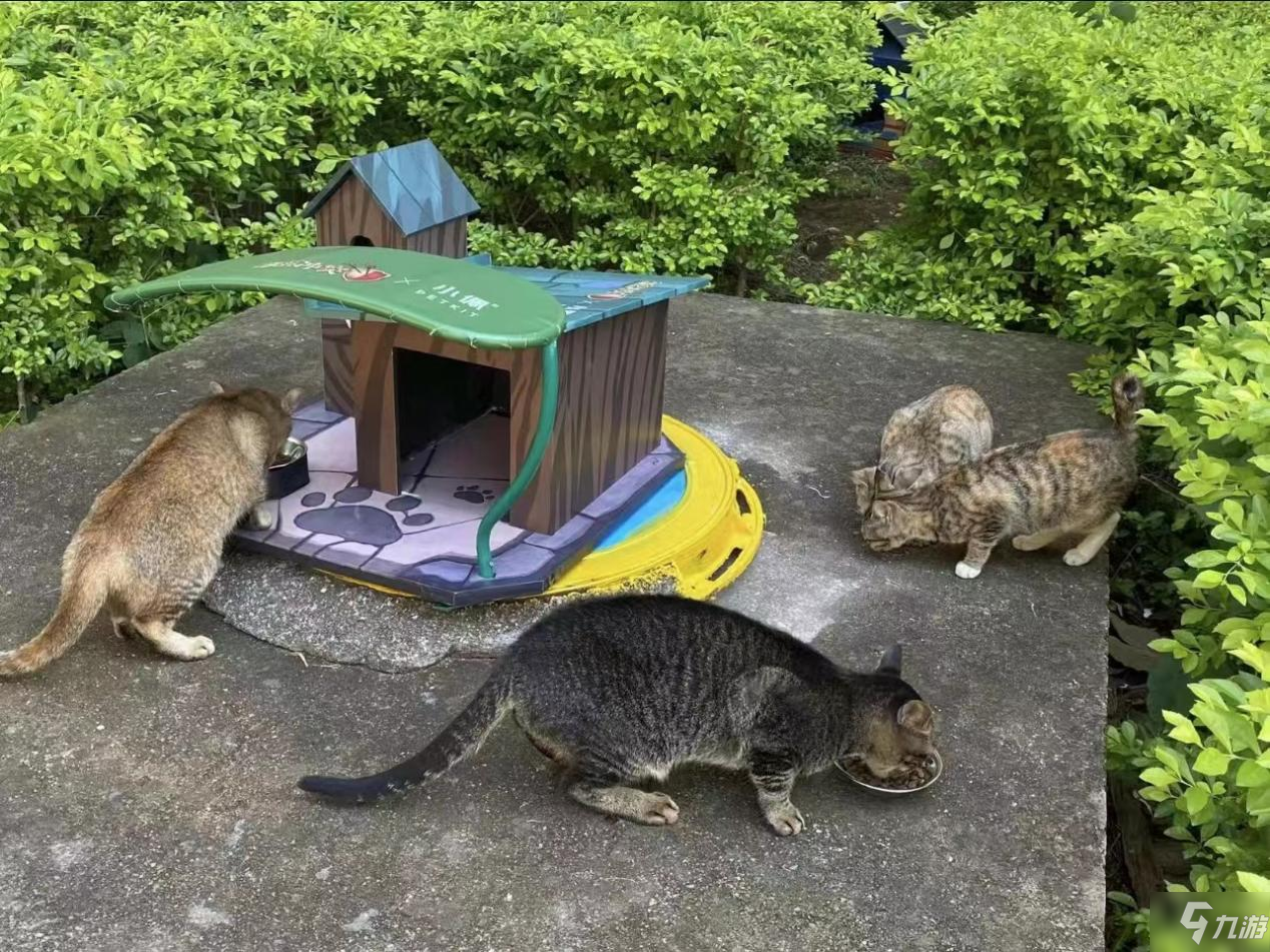 《部落冲突》联名PETKIT小佩宠物 搭建公益猫屋送温暖