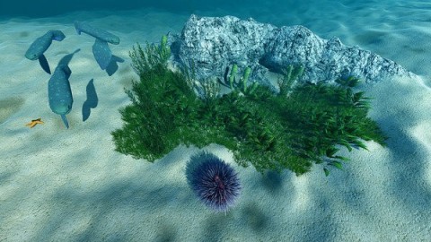 海洋生态模拟器截图2