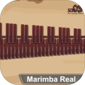 MarimbaXylophoneVibraphoneReal
