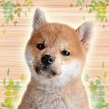 MyPuppies加速器