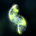 孢子进化5加速器