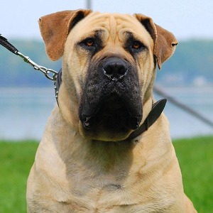 购买boerboel拼图加速器