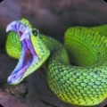 3D丛林毒蛇