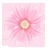 菊花冲冲冲