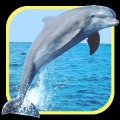 海洋里的精灵：海豚加速器