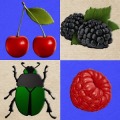 浆果和甲虫。采集浆果和不碰甲虫！