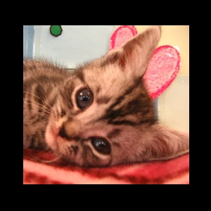 猫咪拼图 2加速器