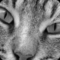 寻找小猫