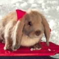 圣诞兔拼图 Christmas Bunny Puzzle