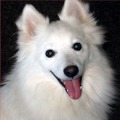 Dog Puzzle