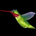 Humming Bird加速器