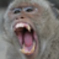 The Monkey App! (classic)