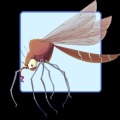 疟疾蚊子捕食者杀死