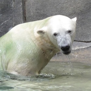 北极熊拼图加速器
