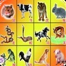 2048十二生肖加速器