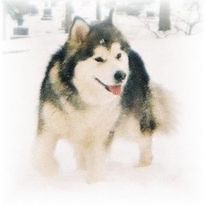 狗狗拼图：阿拉斯加雪撬犬加速器