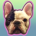 Manny the Flying Frenchie加速器