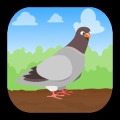 Pigeon Odyssey
