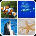 魚的記憶遊戲