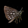 Burning Moth
