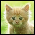 Cats Memory Game Free加速器