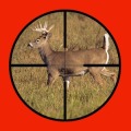 Whitetail Buck Hunter Crossing