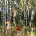 mushrooms and busket