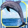 海洋海豚拼图加速器