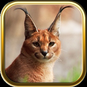 Free Wild Cats Puzzles加速器