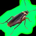 KillCockroach