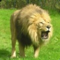 3d全民猎狮训练