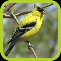 Save Birds Are Angry