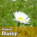 Hidden Object Games - Daisy加速器
