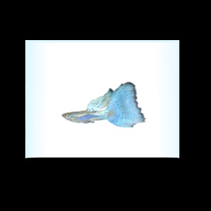 孔雀魚繁殖加速器