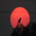 Scary Crow