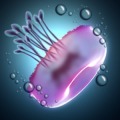 Jelly Bubbles Free