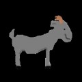 Jumpy Goat