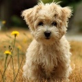 Cute Animal Game