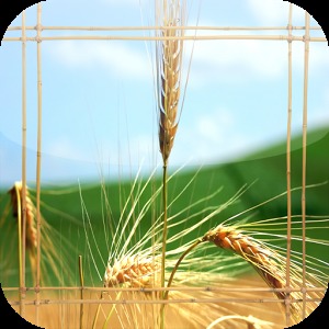 Wheat Jigsaw Puzzle加速器