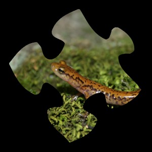 Salamander Jigsaw Puzzles加速器