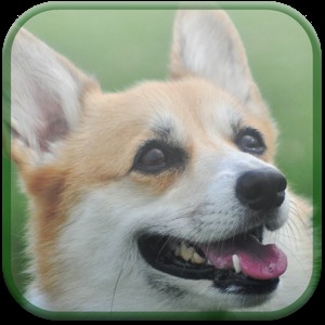 Willie The Welsh Corgi加速器