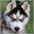 20 48 Dogs Puzzle with mPOINTS