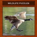Wildlife Puzzles加速器