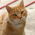 AllCatsPuzzle