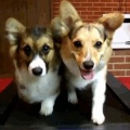 CorgiRunner加速器