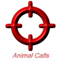 Animal Calls