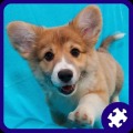 Puppies Puzzle