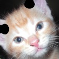 Cute Kittens Puzzle