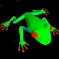 Jumpy Frog 3D