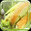 Corn Jigsaw Puzzles